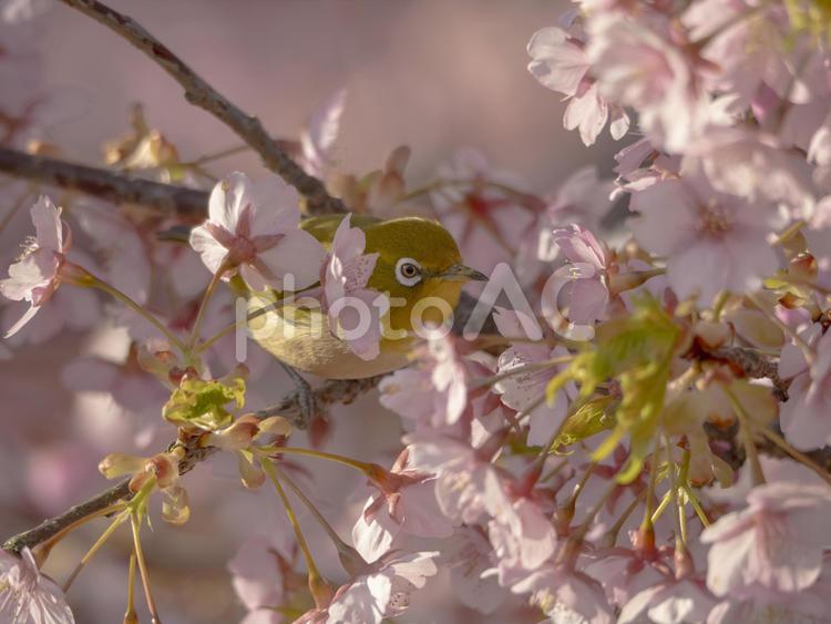 ピンクの河津桜とかわいいメジロ カワヅザクラ,メジロ,ピンクの写真素材