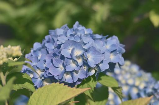 アジサイの写真