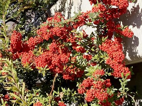 赤い実 赤い実,赤,レッドの写真素材