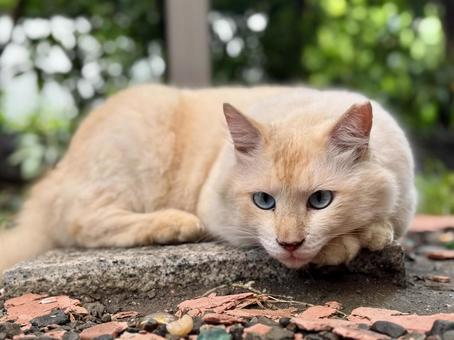 ノラ猫 シロ ノラ猫 シロの写真