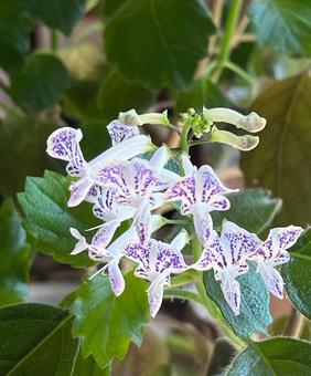 フレクトランサスモナラベンダー フレクトランサスモナラベンダー,花,葉の写真素材