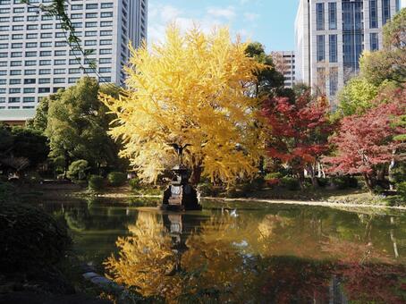 雲形池の秋 雲形池,日比谷公園,秋の写真素材