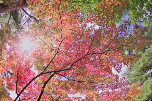 紅葉 もみじ,葉,樹木の写真素材