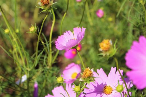 コスモスの花 コスモスの花の写真