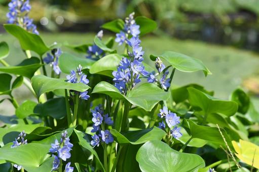 ミズアオイ、青紫の花 ミズアオイ、青紫の花 ミズアオイ,青紫の花,花の写真素材
