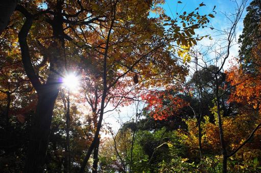 陽光と紅葉 陽光と紅葉 紅葉,秋,太陽の写真素材