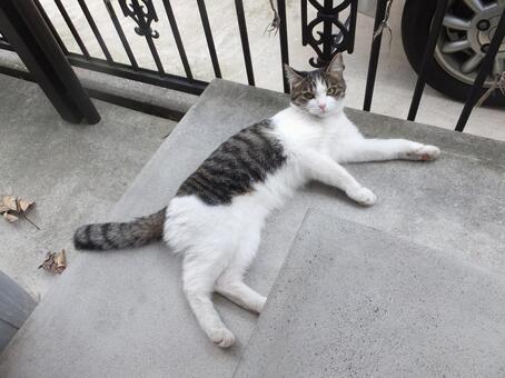 リラックス猫 リラックス猫の写真