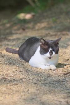 猫 猫の写真