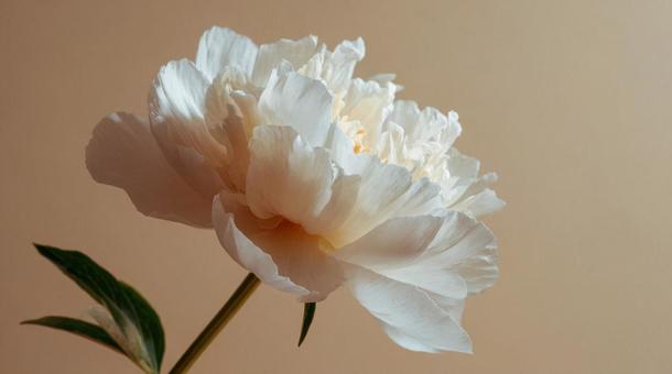 一輪の花 一輪の花の写真