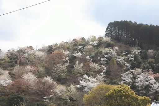 山 緑 山 緑の写真