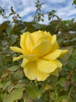 バラ　薔薇　花 バラ,薔薇,花の写真素材