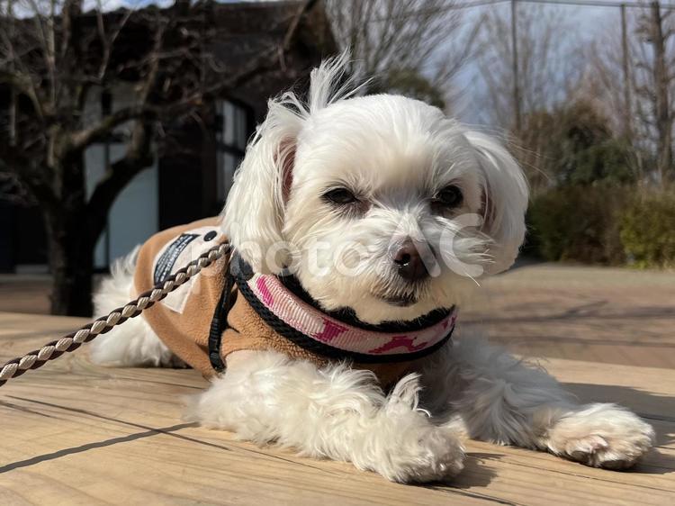 伏せをする犬 伏せ,青空,木目背景の写真素材