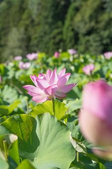 蓮の花 蓮の花の写真