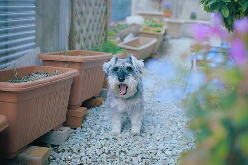 ミニチュアシュナウザー 犬,ペット,動物の写真素材