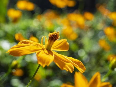 陽射しに揺れる黄花コスモス 陽射しに揺れる黄花コスモスの写真