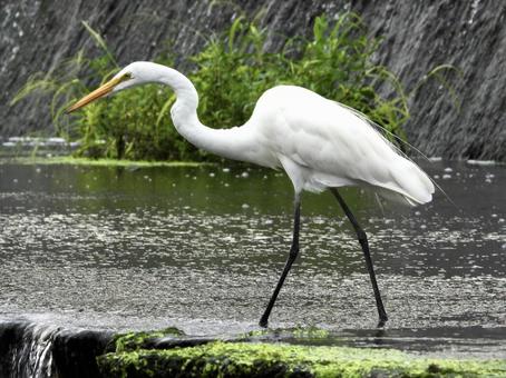 水辺を歩くダイサギ 鳥,野鳥,ダイサギの写真素材
