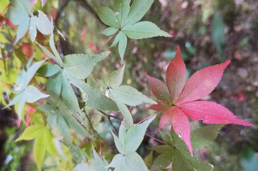 Photo, autumn leaves, maple, red, 