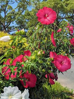 真っ赤なアメリカフヨウの花 アメリカフヨウ,草芙蓉,夏の写真素材