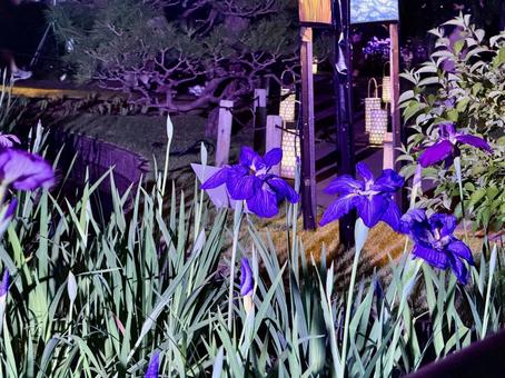 夜の堀切菖蒲園 ライトアップされる花菖蒲 夜の堀切菖蒲園 ライトアップされる花菖蒲 堀切菖蒲園,5月,菖蒲の写真素材