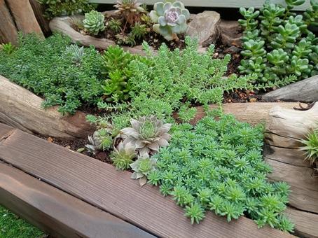 多肉植物たち2 多肉植物たち2 多肉植物,ガーデニング,庭の写真素材