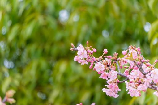 河津桜 河津桜の写真