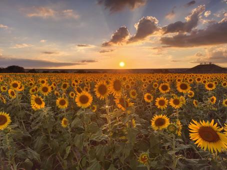 夕焼けひまわり 夕焼けひまわりの写真