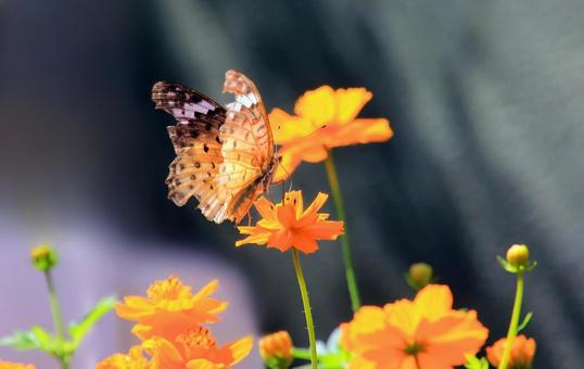 オレンジの秋桜と翅がちぎれた蝶 オレンジの秋桜と翅がちぎれた蝶の写真
