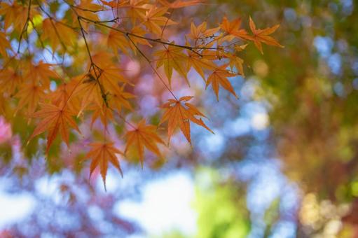 秋の気配・色づくモミジ 秋の気配・色づくモミジ 紅葉,紅葉狩り,モミジの写真素材