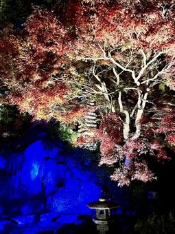 長谷寺のライトアップと紅葉 長谷寺のライトアップと紅葉 鎌倉,長谷寺,自然の写真素材