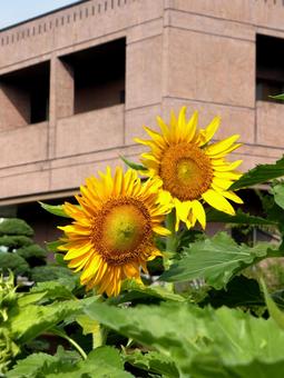 大船フラワーセンター建物前のヒマワリ ヒマワリ,花,植物の写真素材