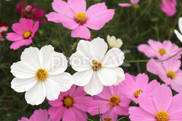 白とピンクのコスモスの花 コスモス,秋,秋桜の写真素材