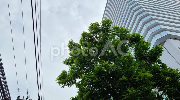 オフィスビルと木 曇り,曇り空,ビルの写真素材