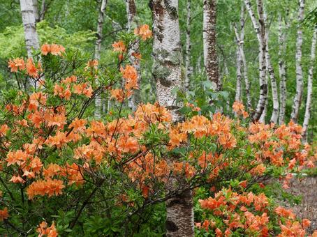 霧の白樺林とレンゲツツジ 霧の白樺林とレンゲツツジ 白樺林,レンゲツツジ,樹木の写真素材