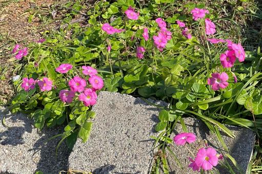 ある公園のオキザリスB_711K 花,オキザリス,ハナカタバミの写真素材