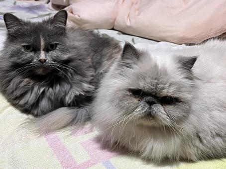 にゃんず ネコ,かわいい,ペットの写真素材