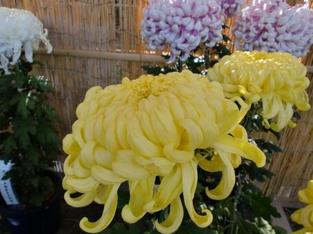 黄色い菊の花 植物,花,黄色い花の写真素材