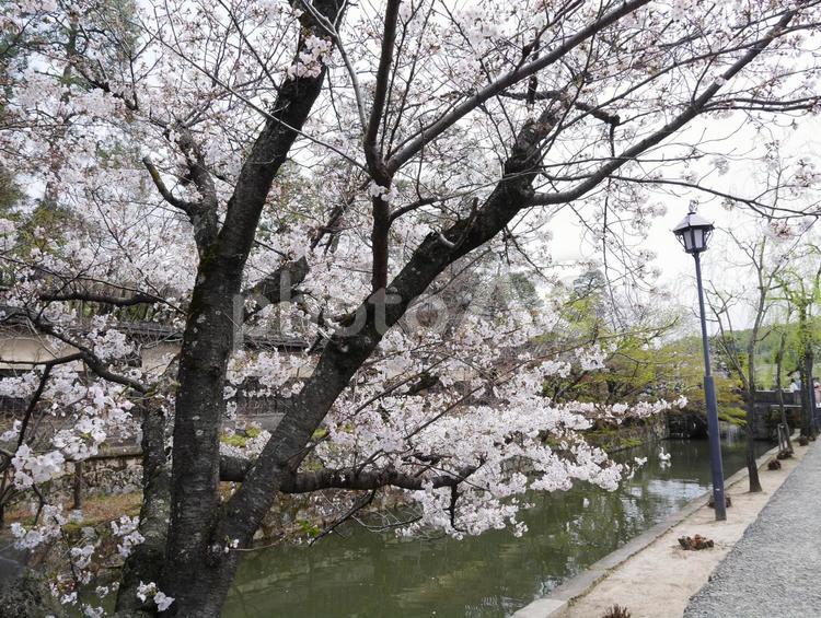 桜　倉敷　岡山 桜,さくら,サクラの写真素材