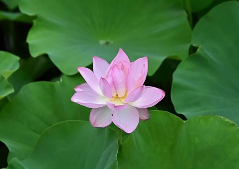 lotus flower, JPG