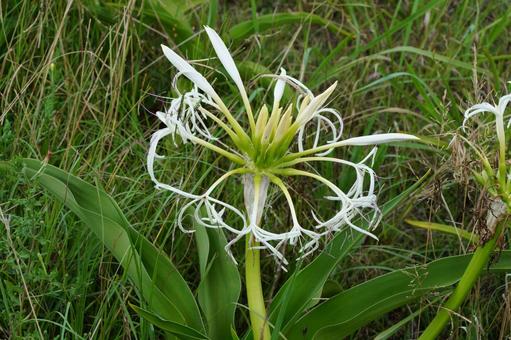 浜木綿の花 浜木綿の花 はまゆう,植物,花の写真素材