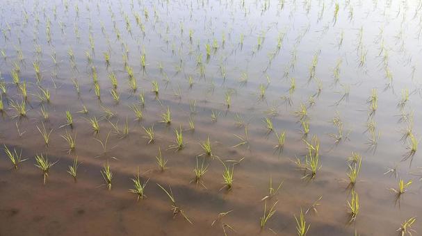 稲の苗が植えられた水田 稲の苗が植えられた水田の写真
