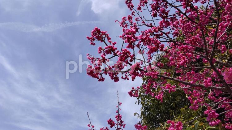 梅 梅,春の花,屋外での写真素材