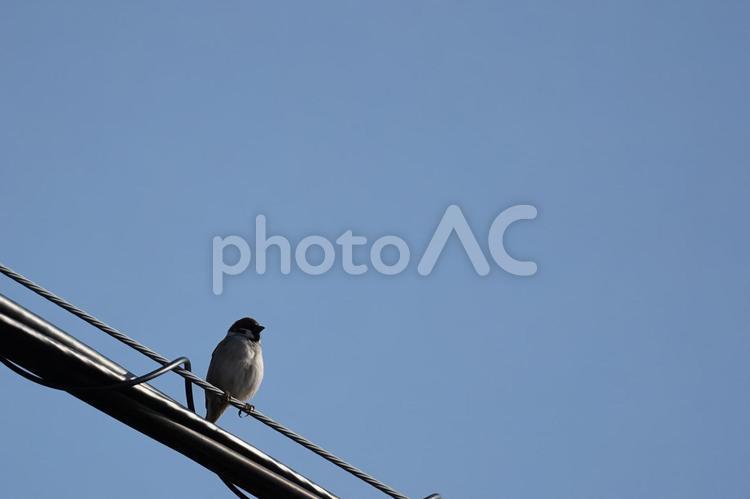 電線にとまる雀と空 鳥,コピースペース,電線の写真素材