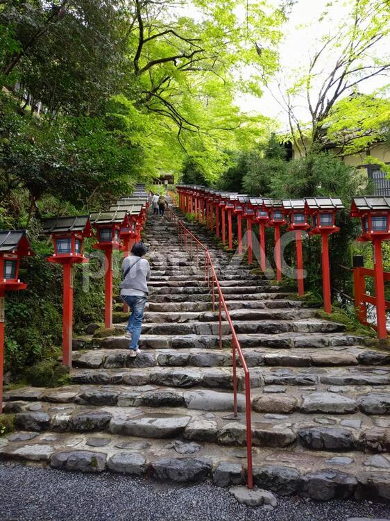 神社の石段 公園,木,神道の写真素材