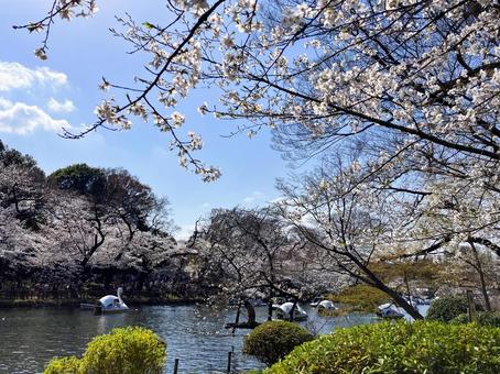 Inokashira Park on a holiday during cherry blossom season, JPG Inokashira Park on a holiday during cherry blossom season, JPG