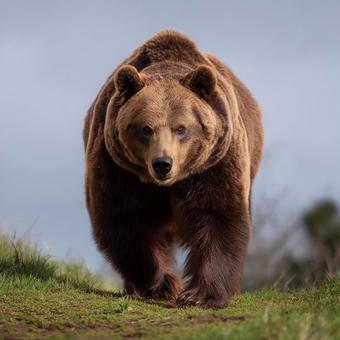 広大な自然の中を闊歩する、力強いヒグマ 広大な自然の中を闊歩する、力強いヒグマの写真