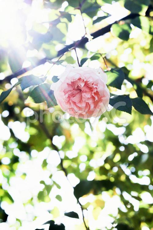 木漏れ日のピンクのバラ 木漏れ日,ピンクの薔薇,ピンクのバラの写真素材
