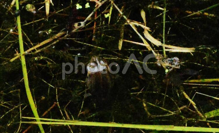 川の水面から顔を出したカエル 川,水面,カエルの写真素材