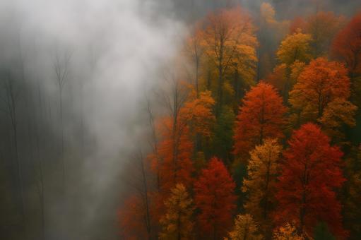 霧に浮かぶ紅葉林の写真