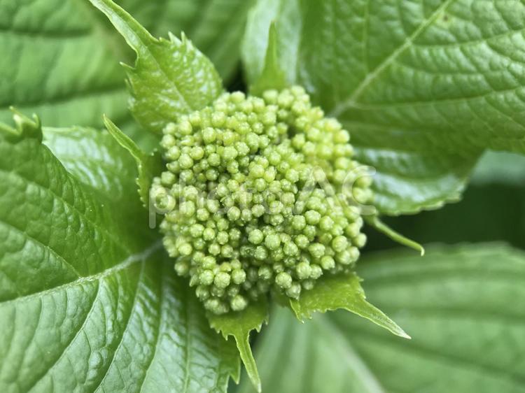 神田川4月：アジサイの蕾 2025 アジサイ,紫陽花,マクロの写真素材