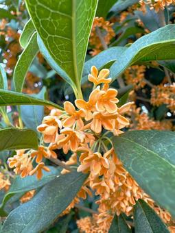 キンモクセイ(金木犀) キンモクセイ(金木犀)の写真